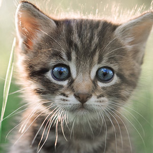 kitten